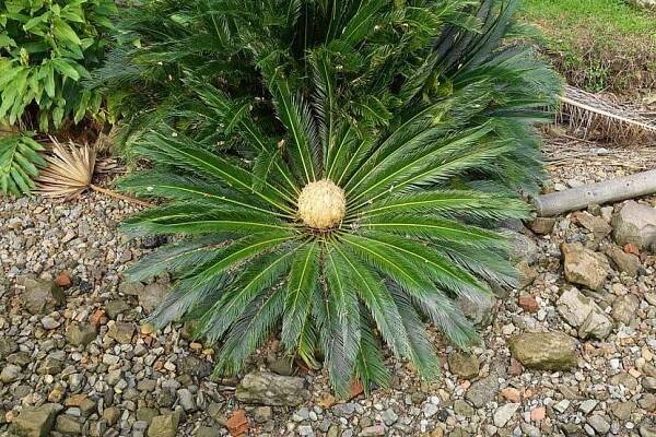 Cycas revoluta – dinosaurus mezi rostlinami