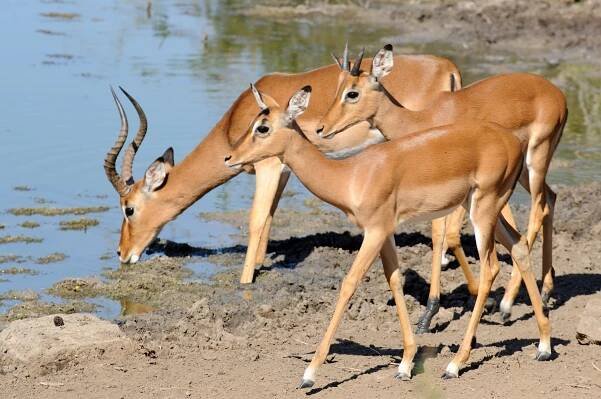 impala