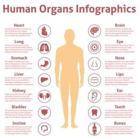 Lidské orgány ikony s mužské postava infografiky sada vektorové ilustrace — Ilustrace
