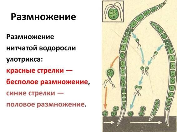 Низшие растения бурые водоросли - красивые картинки и обои на рабочий стол