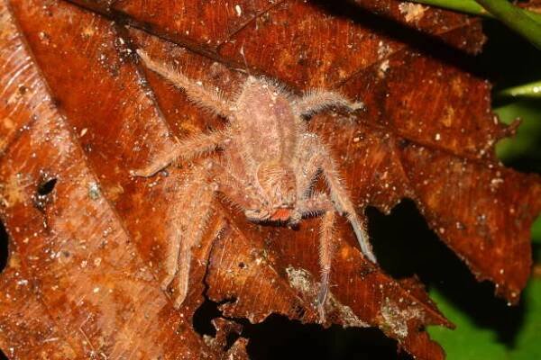 david bowie huntsman spider (heteropoda davidbowie) na listu v přirozeném prostředí - maloočkovití - stock snímky, obrázky a fotky