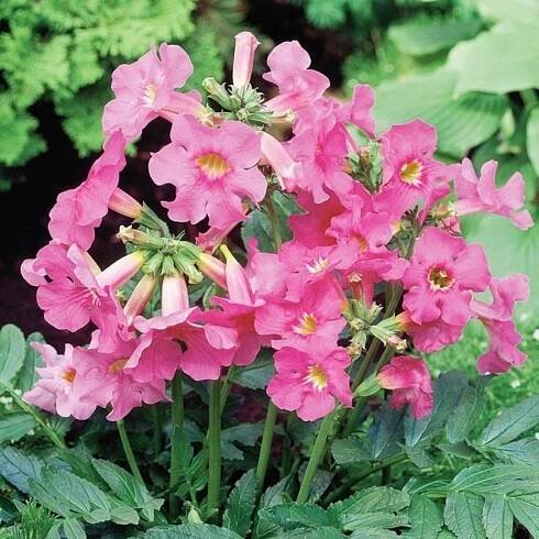 Dvojostice růžová – Incarvillea delavayi – hlízy dvojostice