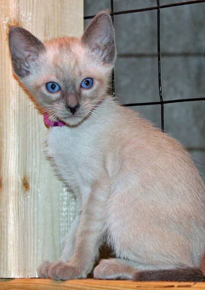 Felicia’s Kittens at Six Weeks