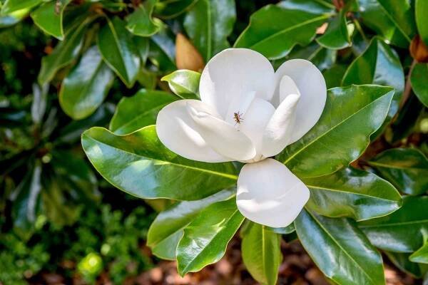 Magnolias Produce Gorgeous Blooms in Early Spring—Grow These 12 Popular Varieties