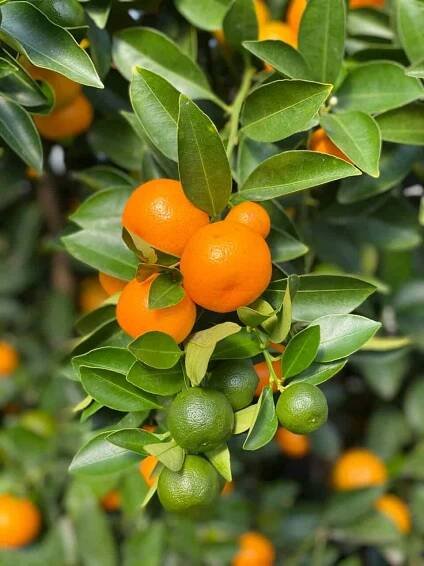 Mandarine