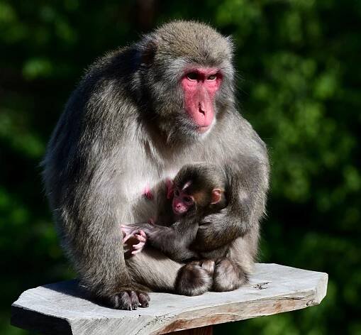 MAKACI MAJÍ MALÉ MAKAKY | Česká zoo z.s.