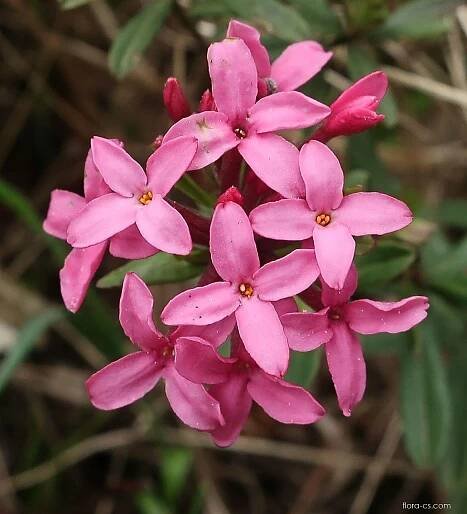 Lýkovec vonný (Daphne cneorum), květy, květenství