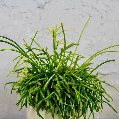 Rhipsalis Cassutha Oasis