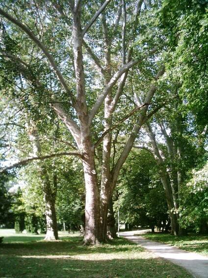 Platanus acerifolia