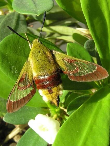 Hemaris fuciformis - dlouhozobka zimolezová