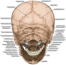 Kosti lebky, lebky, anatomická konstrukce kostí lidské hlavy, parietální kost, týlní kost, spánková kost, vnější týlní erb, zadní pohled — Stock obrázek
