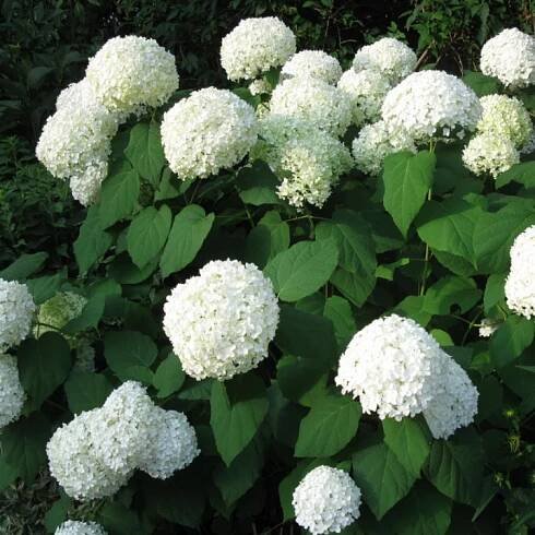 Hortenzie stromečkovitá ´ANNABELLE´ 15-20 cm, kont. 1,4 l | Lumigreen.cz