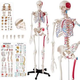 Anatomický model lidská kostra 180cm s označením svalů a kostí