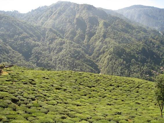 Čajové plantáže v oblasti Darjeeling (východní Indie). Autor: Asif Anwar, zdroj: Pixabay