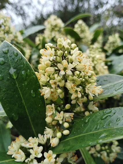 Skimmia x confusa ‘Kew Green’