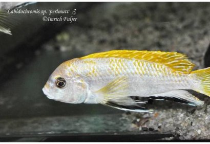 Labidochromis-sp.-'perlmutt'--(5)