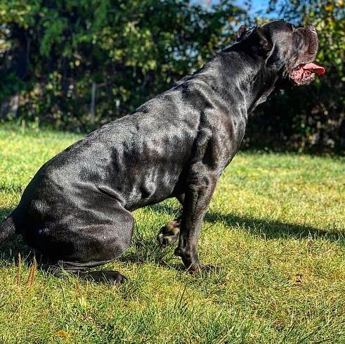 GALLERY - Andante Bandog