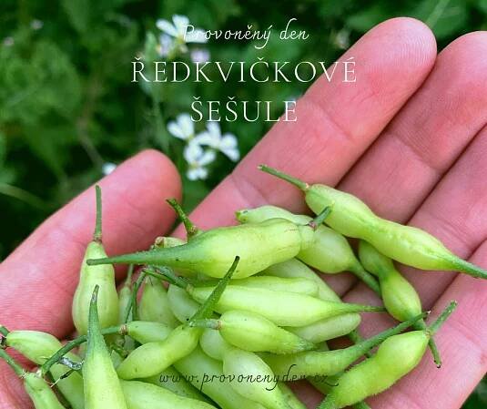 Ředkvičkové šešule