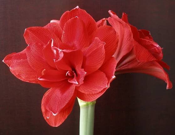 Red Charm
