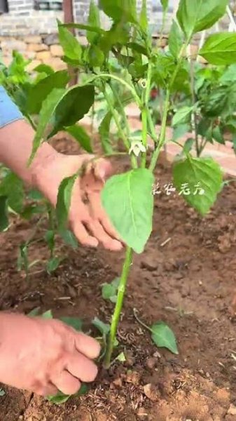 辣椒整枝打杈 當辣椒第一朵花開放的時候,下面的側枝和葉一次性擼掉#種植小技巧 #辣椒#在家種菜