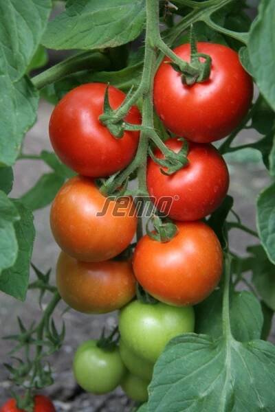 PROFI, Zelenina SEMO - Rajče tyčkové Tipo F1, p3204
