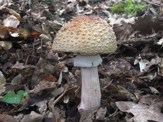 Amanita rubescens - muchomůrka růžovka - myko.cz