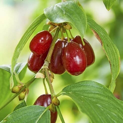 Cornelian Cherry Cultivation – How To Grow Cornelian Cherry Trees