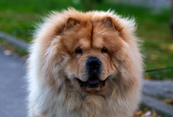 Meet the Noble Chow Chow Dog Breed