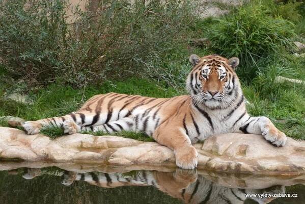 ZOO Ohrada, Hluboká nad Vltavou | Farmy, ZOO, jízdy na koních