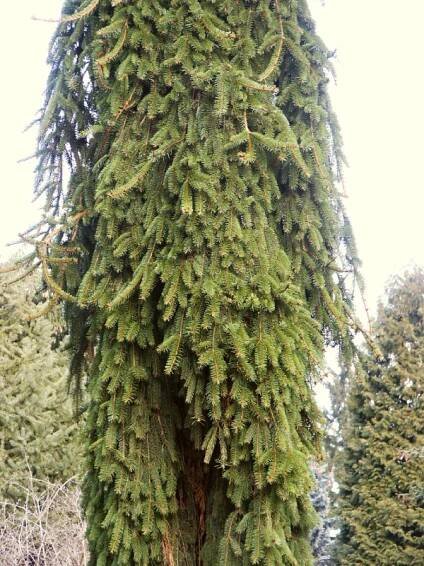 Picea abies Inversa | Picea - smrk |Zahradnictví Franc 