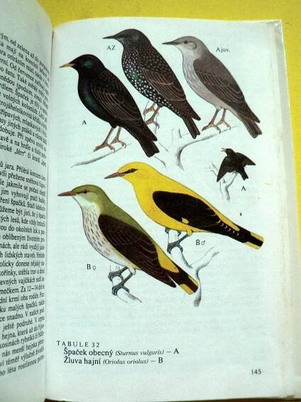 🐦 Naši pěvci Ptáci Brkoslav Konipas Brhlík Sýkora modřinka (1984) 🐦 | Aukro