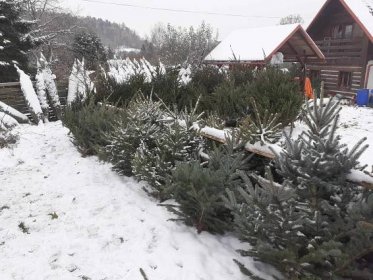 Karla Koláře z Turnova pohltilo kouzlo Vánoc. Prodeji stromků se věnuje 22 let