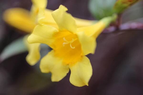 Gelsemium sempervirens-Wildcrafting and Medicine Making