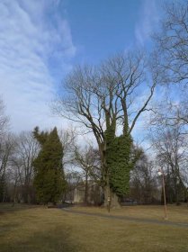 Seznam památných stromů v okrese Ostrava-město – Wikipedie