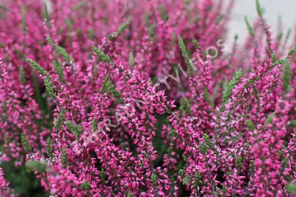 Vřes obecný 'Martina' (Garden girls®) - Calluna vulgaris 'Martina' (Garden girls®)