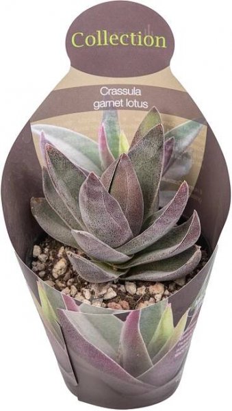 Giromagi Sukulent různé druhy výška 15-20 cm, pr. květináče 10,5 cm