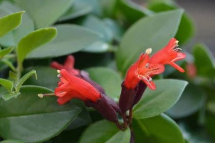 Lipstick Plant Care: How To Grow Aeschynanthus Radicans