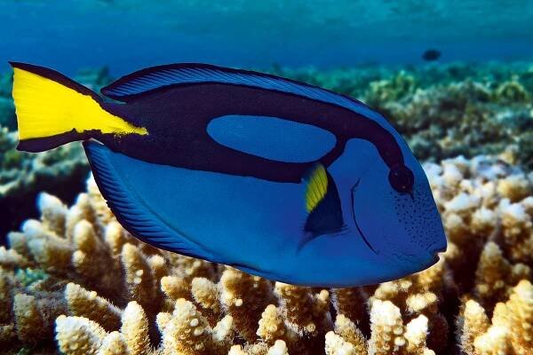 Bodlok rudomořský - Surgeonfish