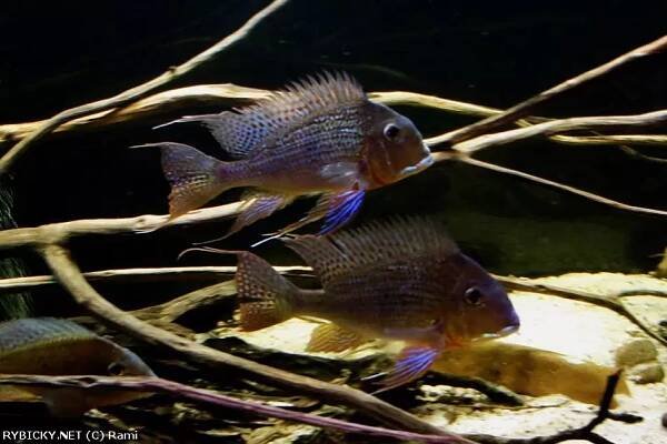 Perleťovka vysokočelá - Geophagus altifrons