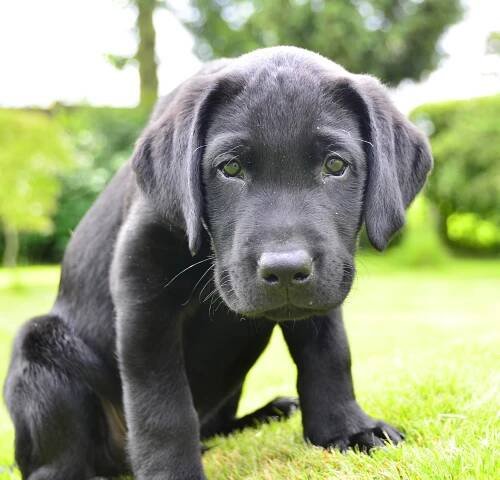 Lola