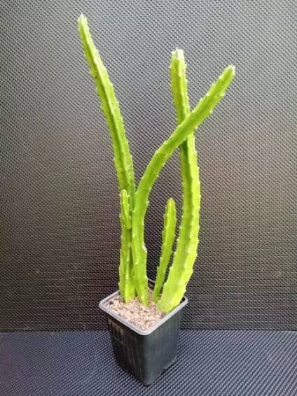 Stapelia grandiflora 1