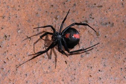 Smrt za odbyté dvoření: Drsná pravidla pavoučího sexu | 100+1 ...