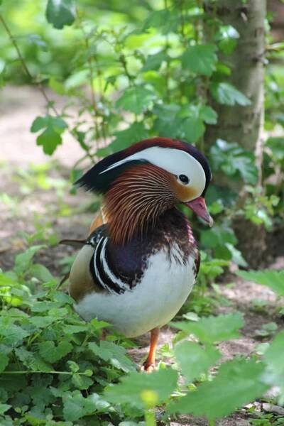 kachnička mandarinská | Zoo Hluboká 