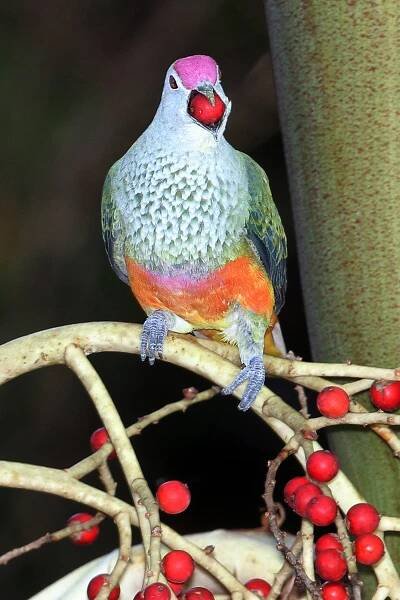Michael Dahlem's pages on birds of Australia