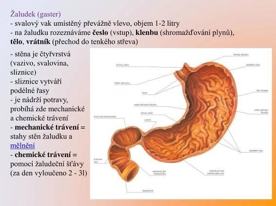 PPT - Trávicí soustava II. PowerPoint Presentation, free download - ID:4174757