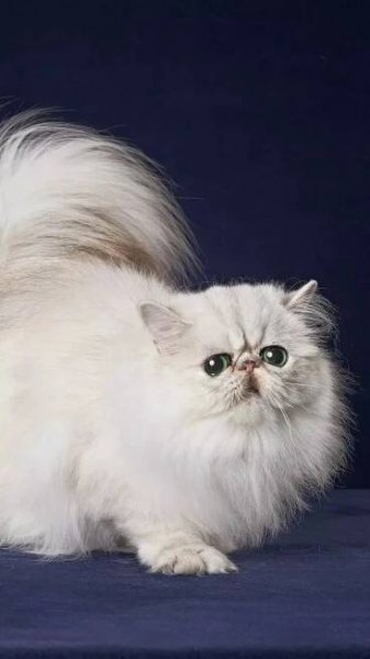 10 things to know before getting a Persian cat