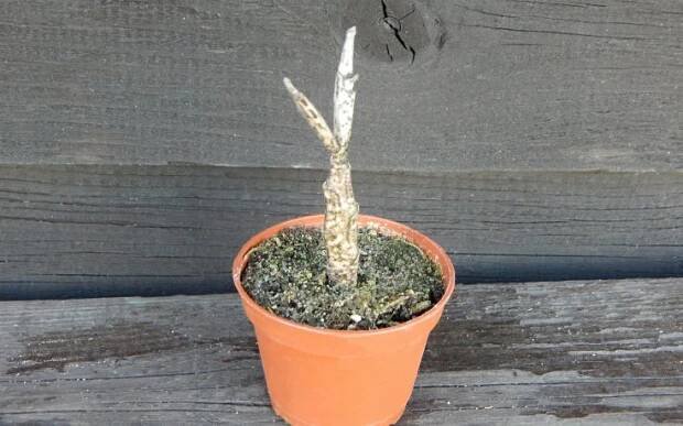 Euphorbia platyclada sukulentní rostlina exotické rostliny péče o sukulenty sběratelské rostliny e-shop s rostlinami doručení rostlin sukulenty ČR ploché stonky kaktusy a sukulenty