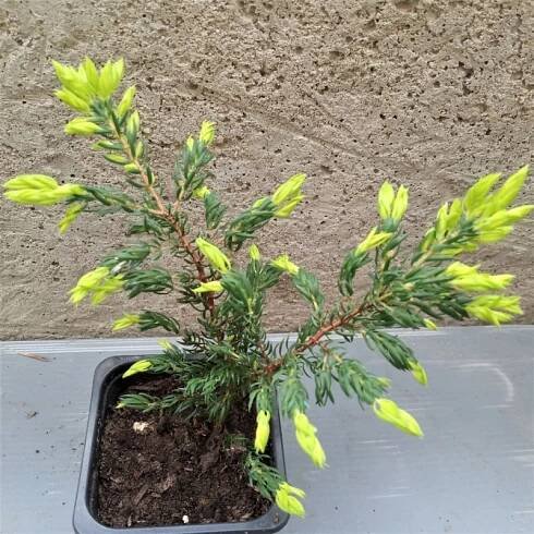 Juniperus communis GOLDSCHATZ - Zahradnictví Červená