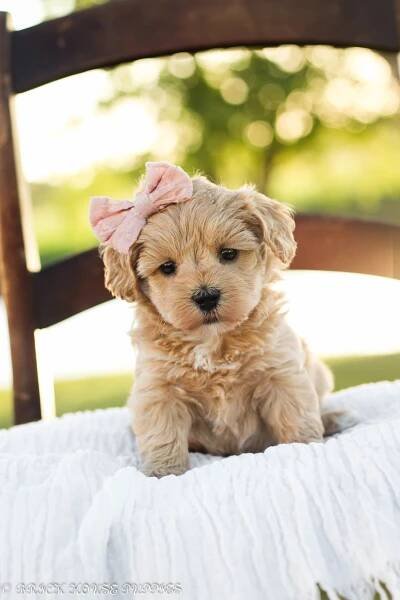 maltipoo puppies for sale, maltipoo puppies, maltese poodle, maltipoo, teddybear puppies for sale, teddybear puppies, puppies for sale, maltipoo breeder, multipoo puppies, multipooh, breeder of ,maltipoo puppies, multipoo puppies for sale, multipoo puppies, multipoo, multipoo breeder