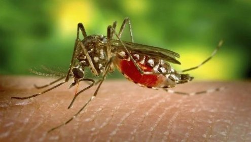 Dostal v Indii horečku dengue, Ústí ho má za původce epidemie spalniček
